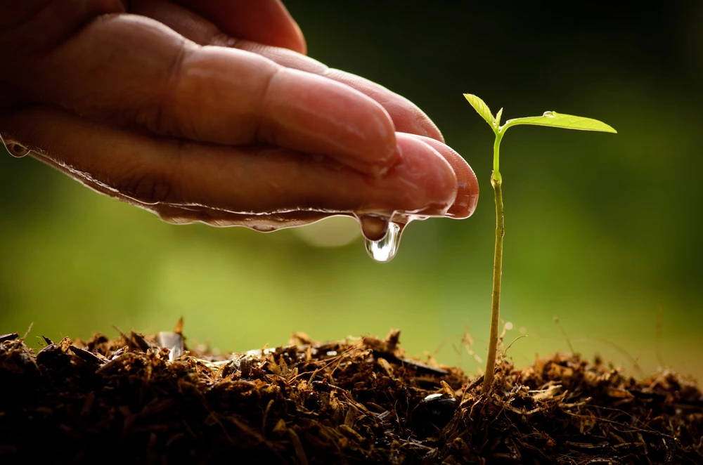 Hands watering a young plant to protect the environment